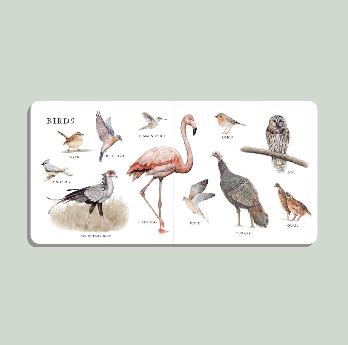 Our Big Book of Animals (Board Book) - Paige Tate & Co. Books sold by Rosebud & Jo