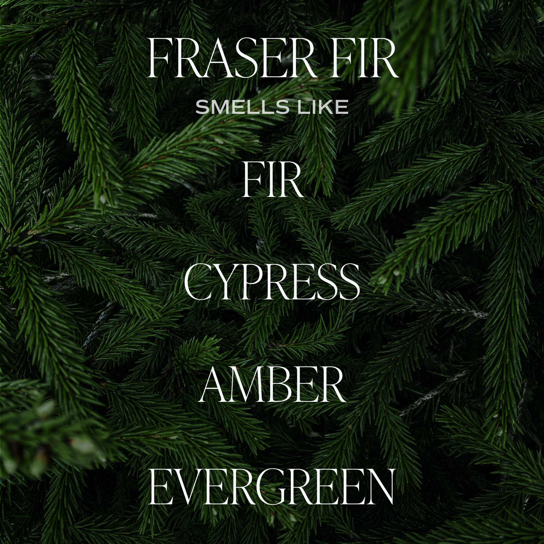 Fraser Fir Soy Candle