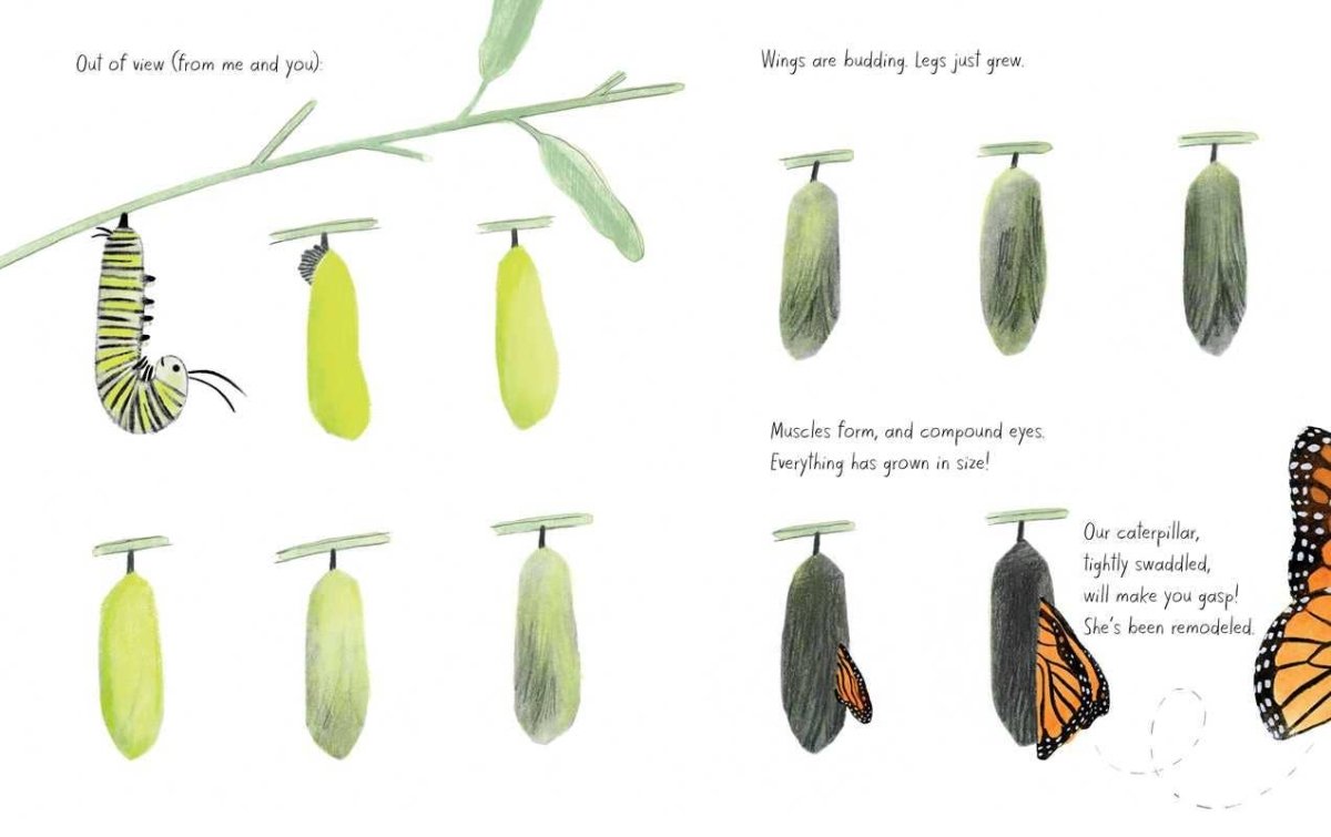 Monarch by Kirsten Hall - Simon & Schuster Book sold by Rosebud & Jo