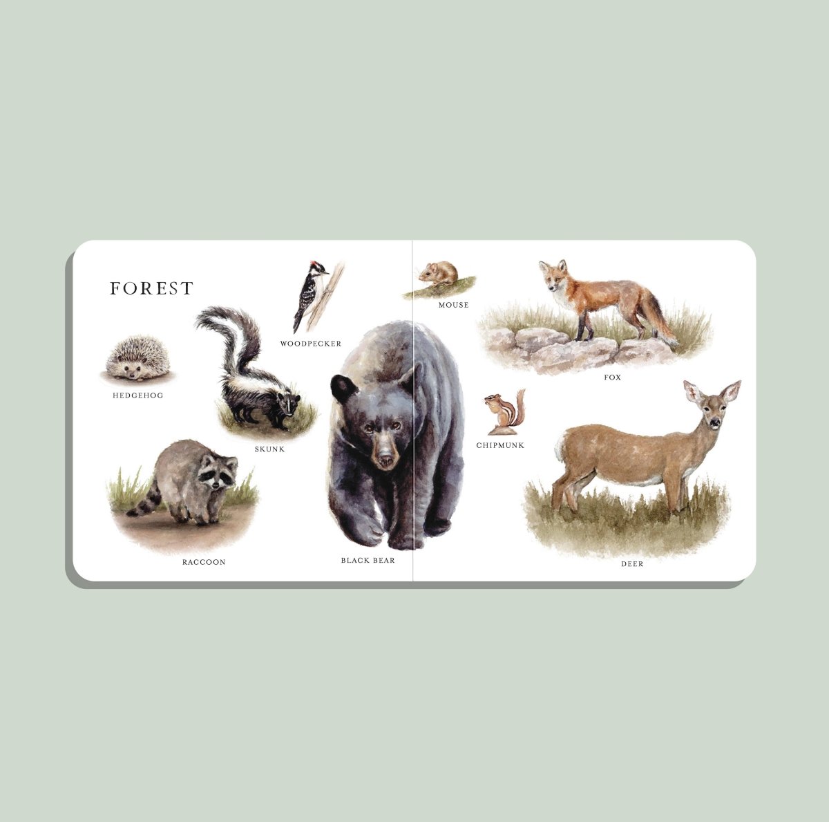 Our Big Book of Animals (Board Book) - Paige Tate & Co. Books sold by Rosebud & Jo